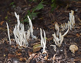 珊瑚真菌,真菌,蘑菇
