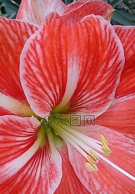 花,性質(zhì),花園