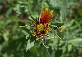 金鸡菊口,芽,花