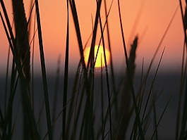 海灘,日落,abendstimmung