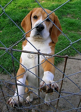 狗,獵犬,動物