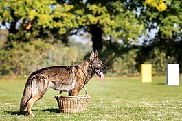 狗,德國(guó)牧羊犬,警衛(wèi)隊(duì)
