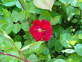 玫瑰,花卉,花園