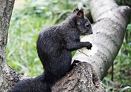這只松鼠,動物,哺乳動物