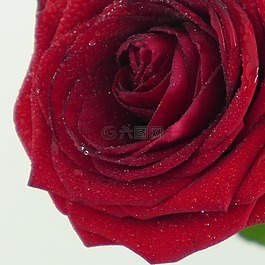 玫瑰,花,愛
