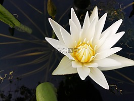 莲花,花,白