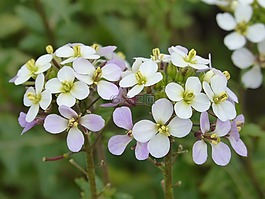 花,性質(zhì),植物