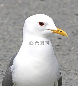 動物,禽,鳥