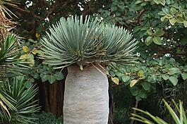 金絲雀花園,性質(zhì),德拉戈