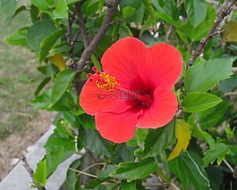 槿,紅色,葉