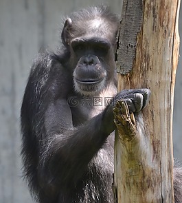 猿,動物,動物園