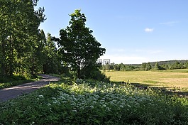 自然,夏天,芬兰