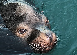 動物,可愛,海洋
