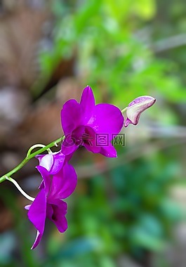 花,馮,傳播