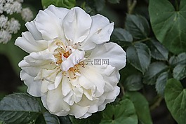 玫瑰,開花,白