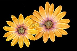 mageritenblüte,黄色,黑色背景