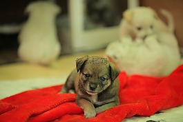 流浪狗,小狗,動物