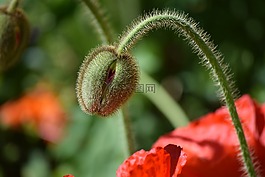 罌粟,植物,芽