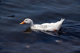 鴨,池,鳥(niǎo)