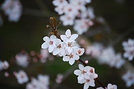櫻花,開花,花