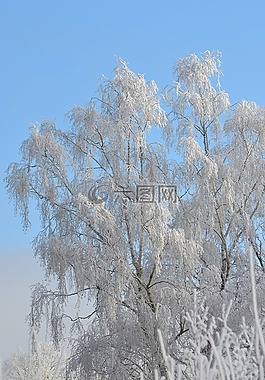 冬天,樺木,樹