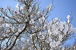 冬天,雪,玫瑰果