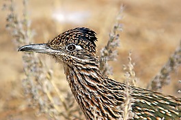 動物,禽,鳥