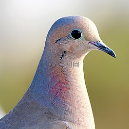 動(dòng)物,禽,鳥(niǎo)嘴