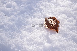 葉子,雪,冬天