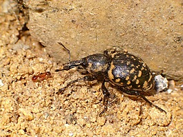 甲蟲,螞蟻,動物