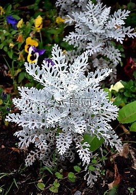 銀彩色千里光,suffrutex,植物