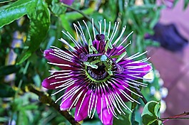 激情花,花,開花