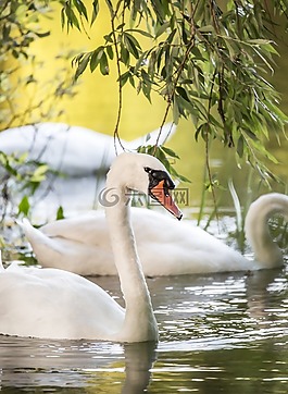 鳥,自然,河