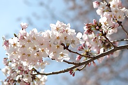 樱花,特写,日本