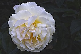 玫瑰,白玫瑰,開(kāi)花