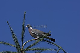 鴿子,鳥,天空