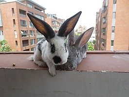 小孩,溫馨,動物