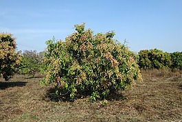 芒果樹(shù),芒果,果園