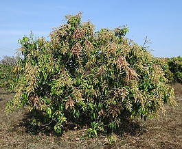 芒果樹(shù),芒果,果園