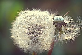蒲公英,春天,花卉