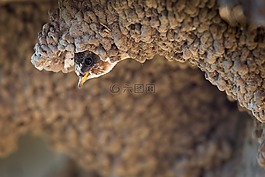 懸崖燕子,鳥,野生動(dòng)物