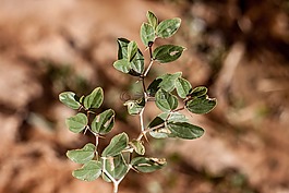 葉,植物區(qū)系,自然