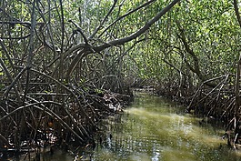mongroven,森林,水