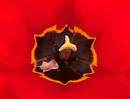 性質(zhì),tulpenbluete,紅色