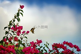 春,蝴蝶,性質(zhì)