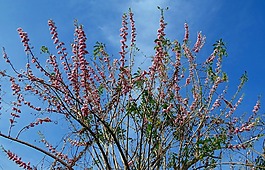 gliricidia 提液,墨西哥丁香,树
