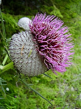 薊,工廠,野草