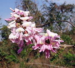 gliricidia 提液,墨西哥丁香,蜜蜂