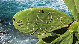 花椒梨,植物,仙人掌