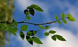 天空,科,綠色